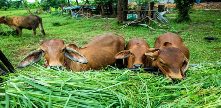 Discover the common health problems faced by mini cows and learn how to manage and prevent them. Find out more about veterinary care for these adorable bovines.